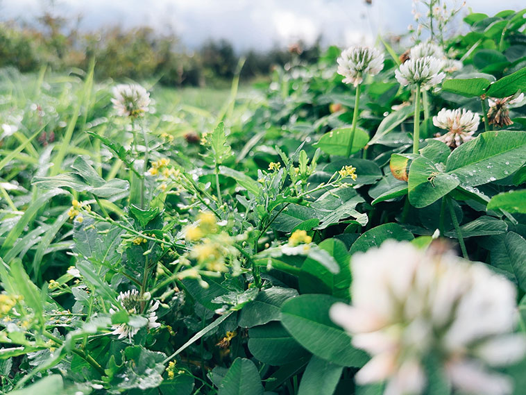 雨あがり、足元に広がる草は瑞々しく水滴をまとって、雲の切れ間から届く陽光を眩しく反射している