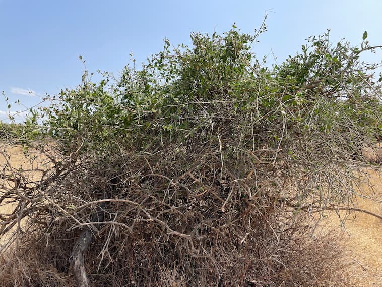 歯ブラシ代わりにした樹木