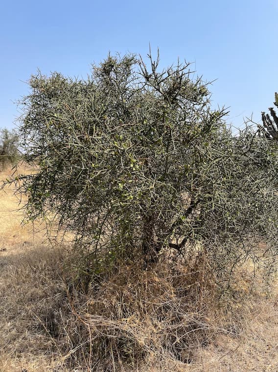 尖った茎を弓矢の矢じり代わりにした樹木