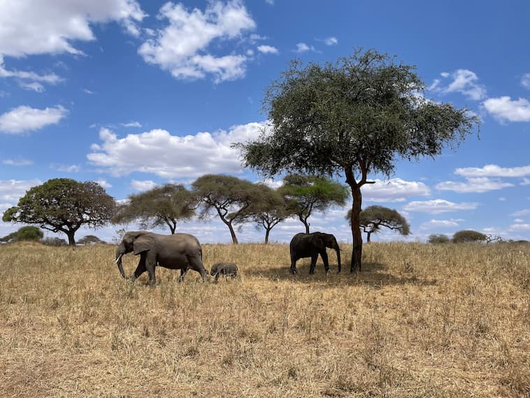 アフリカゾウ親子