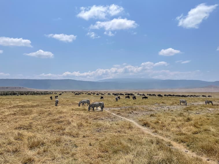 シマウマとムーの群れ