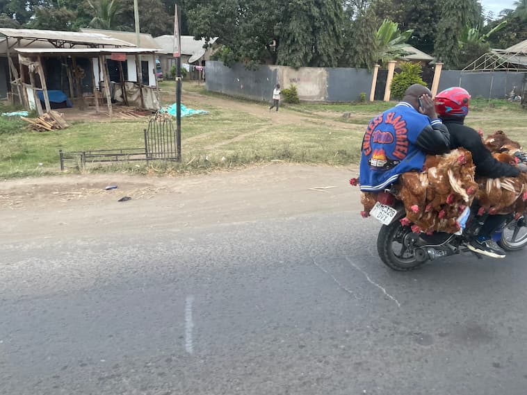 鶏をワイルドに市場へ運搬するバイク