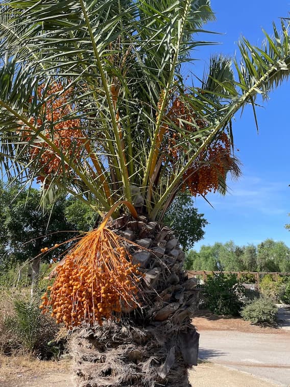 公園に実生から育ったデーツの実