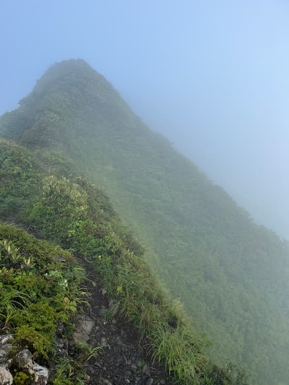 クマザサの稜線