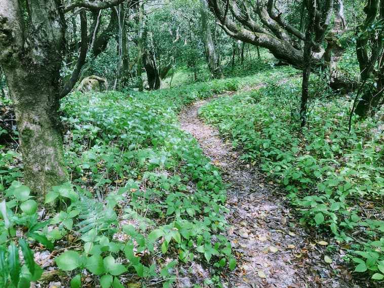 ツクシコウモリソウの群生