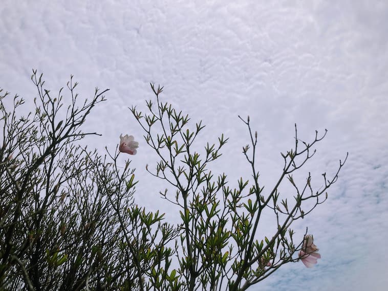 アケボノツツジ