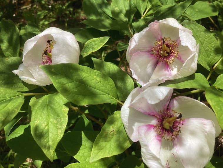 ヤマシャクヤク