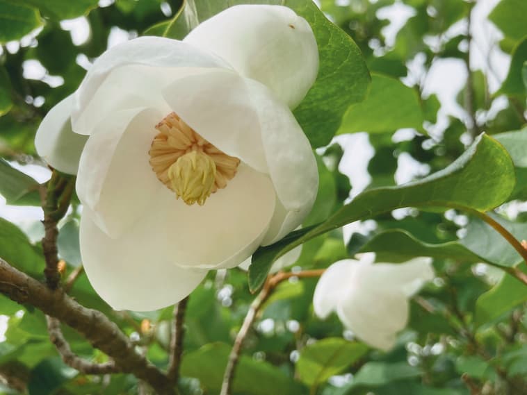 オオヤマレンゲ