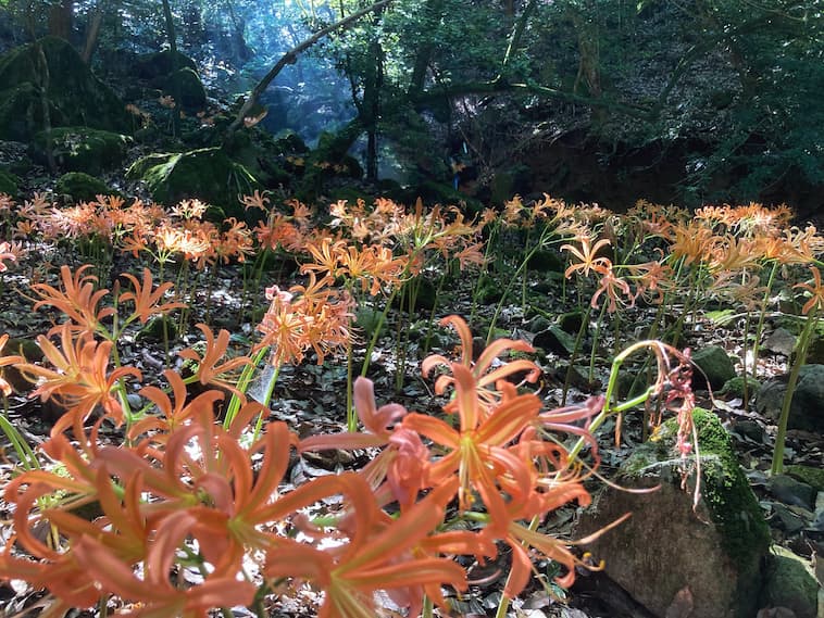 眩い花々と岩、苔、光芒