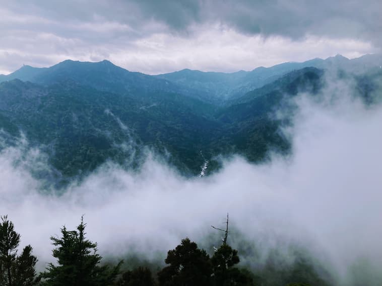 屋久島の森