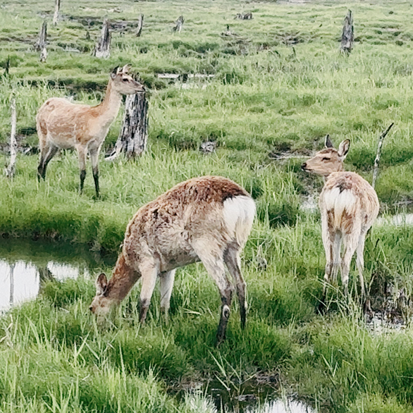 背中に斑点のあるバンビ