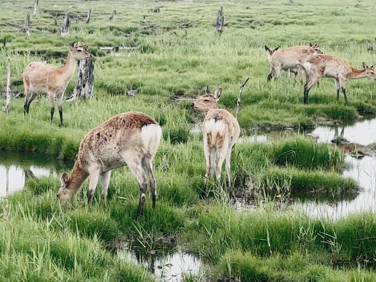 背中に斑点のあるバンビ