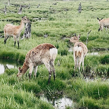 背中に斑点のあるバンビ